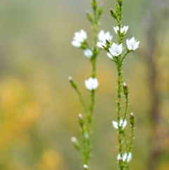 Sprengelia sprengelioides (Sprengelia) at Wallum - 15 Oct 2023 by Nola