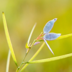 Acacia suaveolens (Sweet Wattle) at Wallum - 15 Oct 2023 by Nola