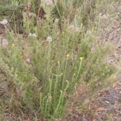 Chrysocephalum semipapposum (Clustered Everlasting) at Red Hill Nature Reserve - 15 Oct 2023 by MichaelMulvaney