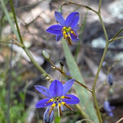 Dianella revoluta var. revoluta (Black-Anther Flax Lily) at Paddys River, ACT - 23 Nov 2022 by KateI