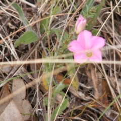 Convolvulus angustissimus (Pink Bindweed) at Red Hill NR (RED) - 15 Oct 2023 by MichaelMulvaney
