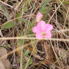 Convolvulus angustissimus at Deakin, ACT - 15 Oct 2023 11:17 AM