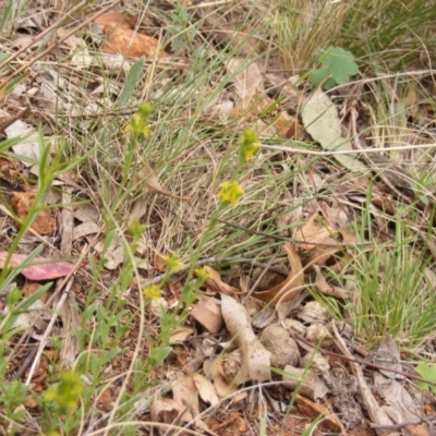 Pimelea curviflora (Curved Rice-flower) at Red Hill Nature Reserve - 15 Oct 2023 by MichaelMulvaney