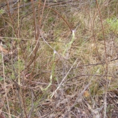 Vittadinia cuneata (Fuzzweed, New Holland Daisy) at Red Hill NR (RED) - 15 Oct 2023 by MichaelMulvaney