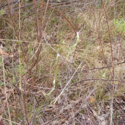 Vittadinia cuneata (Fuzzweed, New Holland Daisy) at Red Hill Nature Reserve - 15 Oct 2023 by MichaelMulvaney