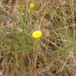 Xerochrysum viscosum at Deakin, ACT - 15 Oct 2023 12:20 PM