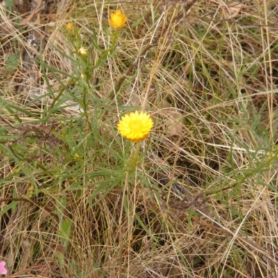 Xerochrysum viscosum (Sticky Everlasting) at Red Hill Nature Reserve - 15 Oct 2023 by MichaelMulvaney