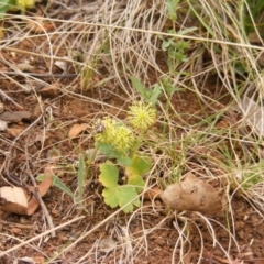 Hydrocotyle laxiflora (Stinking Pennywort) at Red Hill NR (RED) - 15 Oct 2023 by MichaelMulvaney