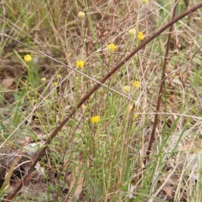 Calotis lappulacea (Yellow Burr Daisy) at Red Hill NR (RED) - 15 Oct 2023 by MichaelMulvaney