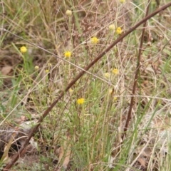 Calotis lappulacea (Yellow Burr Daisy) at Red Hill Nature Reserve - 15 Oct 2023 by MichaelMulvaney