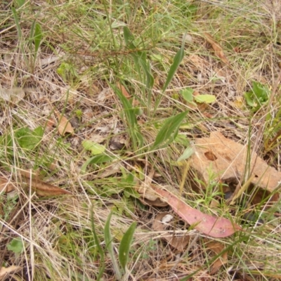 Plantago lanceolata (Ribwort Plantain, Lamb's Tongues) at Red Hill NR (RED) - 15 Oct 2023 by MichaelMulvaney