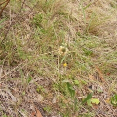 Plantago lanceolata at Deakin, ACT - 15 Oct 2023 11:12 AM