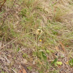 Plantago lanceolata at Deakin, ACT - 15 Oct 2023