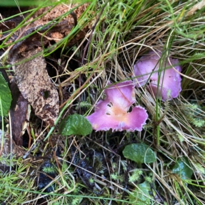 Hygrocybe sp. at Paddys River, ACT - 20 May 2023