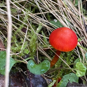 zz agaric (stem; gill colour unknown) at Paddys River, ACT - 20 May 2023