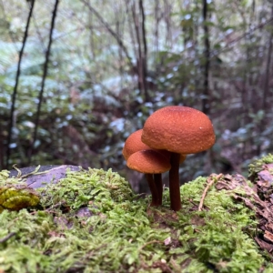 zz agaric (stem; gill colour unknown) at Paddys River, ACT - 19 May 2023