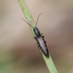 Paracrepidomenus filiformis (Click beetle) at Farringdon, NSW - 13 Oct 2023 by DPRees125