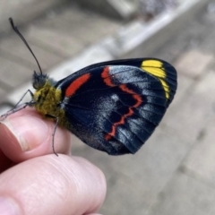 Delias nigrina (Black Jezebel) at Paddys River, ACT - 20 Apr 2022 by KateI