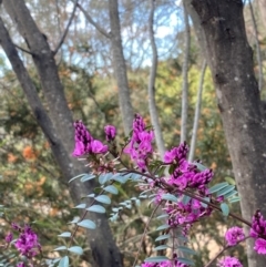 Indigofera australis subsp. australis (Australian Indigo) at Birrigai - 17 Oct 2022 by KateI