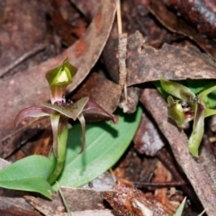 Chiloglottis sp. aff. jeanesii (Kybeyan Bird Orchid) at Tallaganda State Forest - 12 Oct 2022 by DPRees125