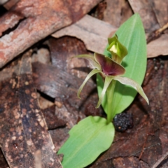 Chiloglottis sp. aff. jeanesii at suppressed - 13 Oct 2022