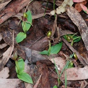 Chiloglottis sp. aff. jeanesii at suppressed - 13 Oct 2022