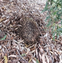 Tachyglossus aculeatus (Short-beaked Echidna) at Albury - 13 Oct 2023 by RobCook