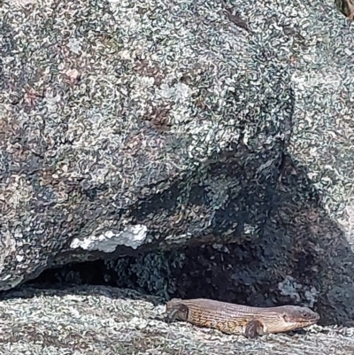 Egernia cunninghami (Cunningham's Skink) at Woomargama, NSW - 23 Sep 2023 by RobCook