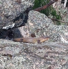 Egernia cunninghami at Woomargama, NSW - 23 Sep 2023 09:59 AM