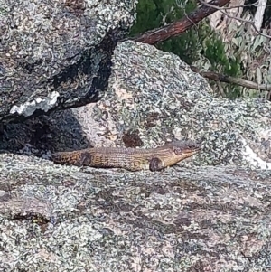 Egernia cunninghami at Woomargama, NSW - 23 Sep 2023