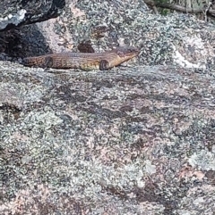 Egernia cunninghami at Woomargama, NSW - 23 Sep 2023 09:59 AM