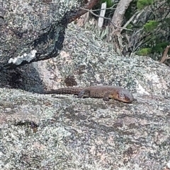 Egernia cunninghami at Woomargama, NSW - 23 Sep 2023 09:59 AM