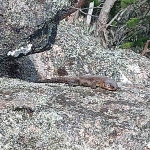 Egernia cunninghami at Woomargama, NSW - 23 Sep 2023 09:59 AM