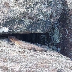 Egernia cunninghami at Woomargama, NSW - 23 Sep 2023