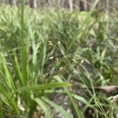 Hierochloe rariflora (Cane Holy Grass) at Wyanbene, NSW - 15 Oct 2023 by MattM