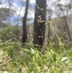Hierochloe rariflora at Wyanbene, NSW - 15 Oct 2023