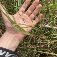 Hierochloe rariflora at Wyanbene, NSW - 15 Oct 2023