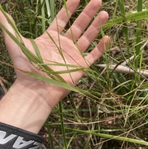 Hierochloe rariflora at Wyanbene, NSW - 15 Oct 2023