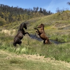 Equus caballus (Brumby, Wild Horse) at Kosciuszko National Park - 13 Dec 2020 by KateI