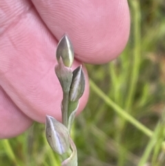 Thelymitra (Genus) (Sun Orchid) at Wallaroo, NSW - 15 Oct 2023 by JVR
