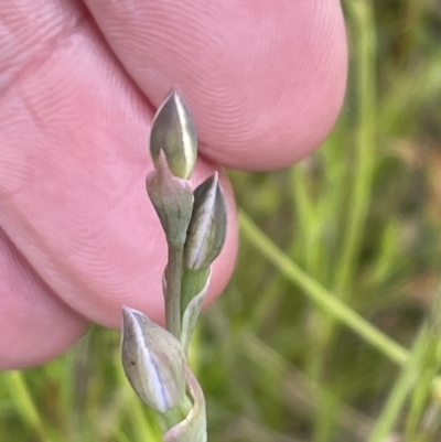 Thelymitra sp. (A Sun Orchid) at Wallaroo, NSW - 15 Oct 2023 by JVR