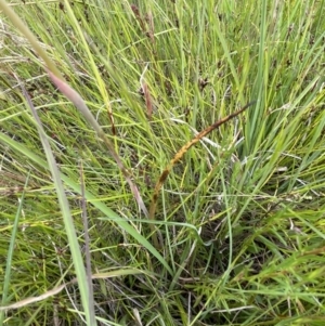 Thelymitra sp. at Wallaroo, NSW - suppressed