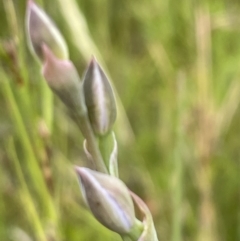 Thelymitra sp. at Wallaroo, NSW - suppressed