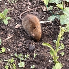 Rattus rattus (Black Rat) at Wanniassa, ACT - 13 Oct 2023 by Smeagol