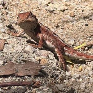 Rankinia diemensis at Paddys River, ACT - 15 Feb 2023