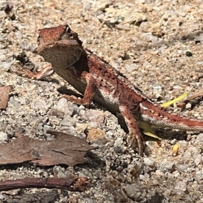 Rankinia diemensis at Paddys River, ACT - 15 Feb 2023 by KateI