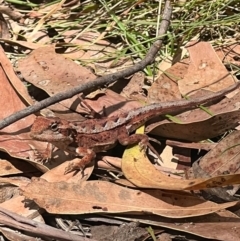 Rankinia diemensis at Paddys River, ACT - 15 Feb 2023