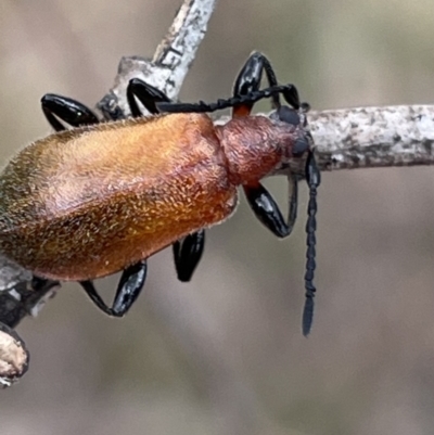 Ecnolagria grandis (Honeybrown beetle) at Red Hill NR (RED) - 15 Oct 2023 by JamonSmallgoods