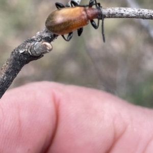 Ecnolagria grandis at Deakin, ACT - 15 Oct 2023