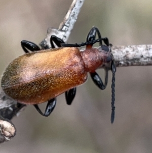 Ecnolagria grandis at Deakin, ACT - 15 Oct 2023 12:22 PM